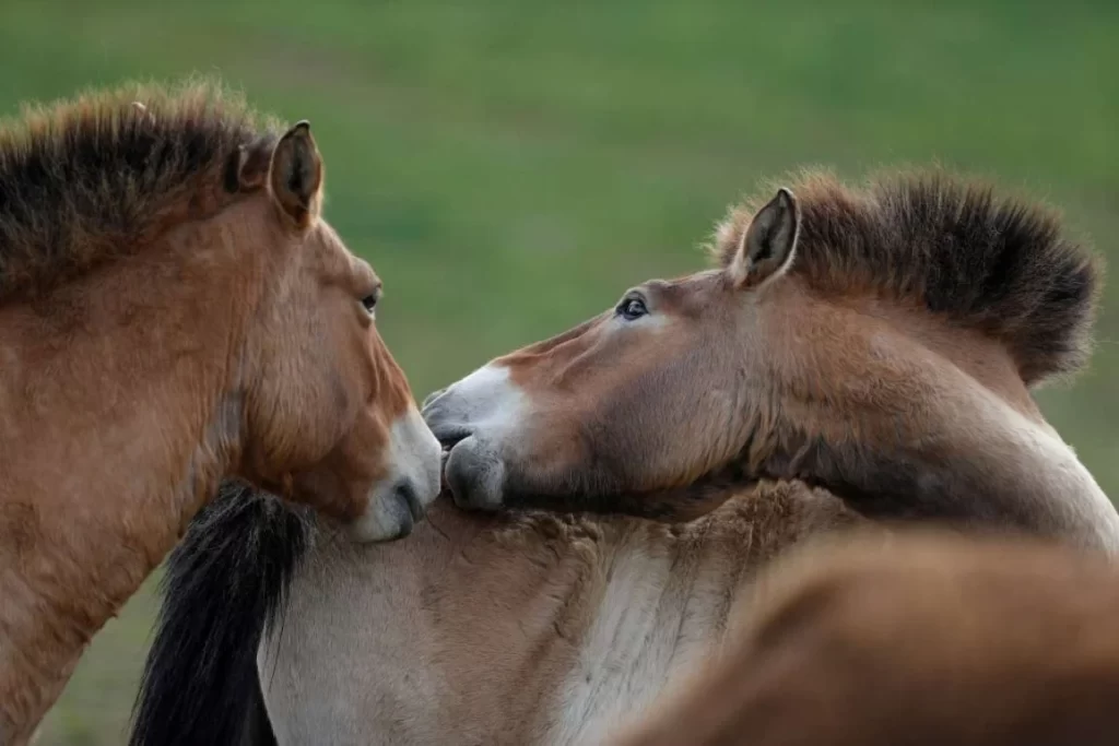 Τα άγρια άλογα επιστρέφουν στις στέπες του Καζακστάν μετά από δύο αιώνες